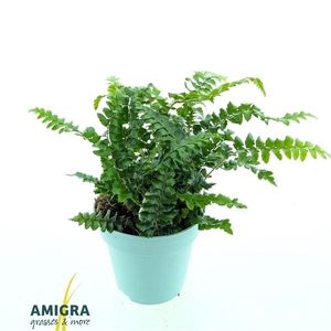 Polystichum poly. 'Jade'