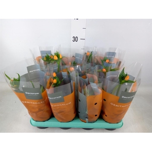 Ornithogalum dubium