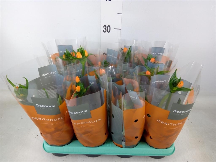<h4>Ornithogalum dubium</h4>