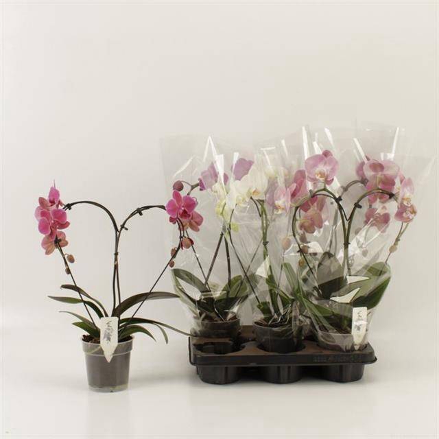 <h4>PHAL OV</h4>