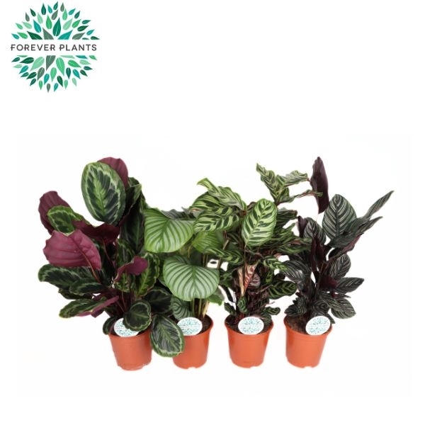 <h4>Calathea Gemengd p21</h4>