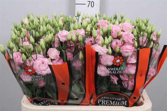 <h4>Eus G Rosi Bright Pink</h4>