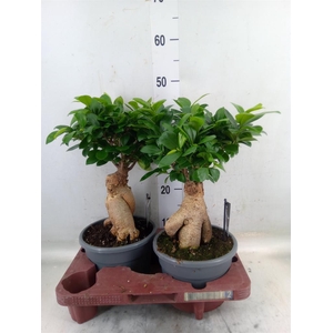 Ficus microcarpa 'Ginseng'