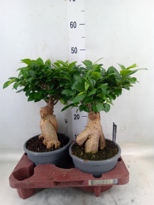 <h4>Ficus microcarpa 'Ginseng'</h4>