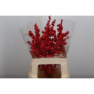 Ilex Wx Red