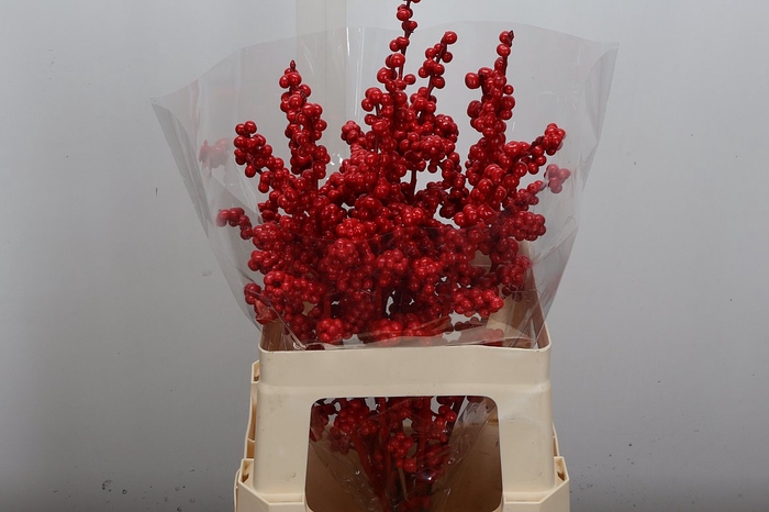 <h4>Ilex Wx Red</h4>