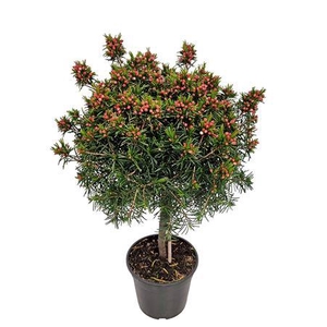 Waxflower Snowflake Stem