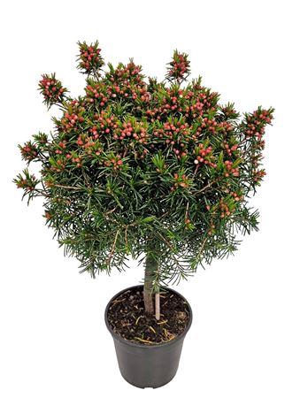 <h4>Waxflower Snowflake Stem</h4>