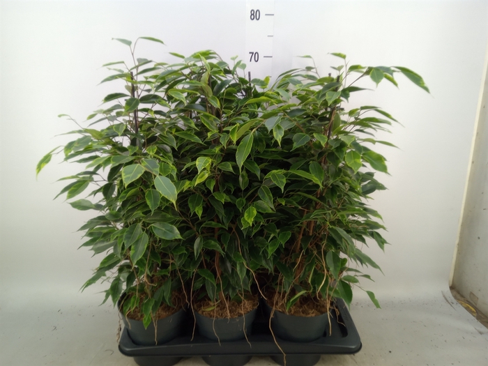 <h4>Ficus benja. 'Anastasia'</h4>