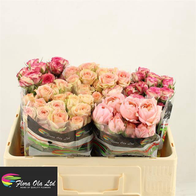 <h4>R Tr Mix X25 Flora Ola</h4>