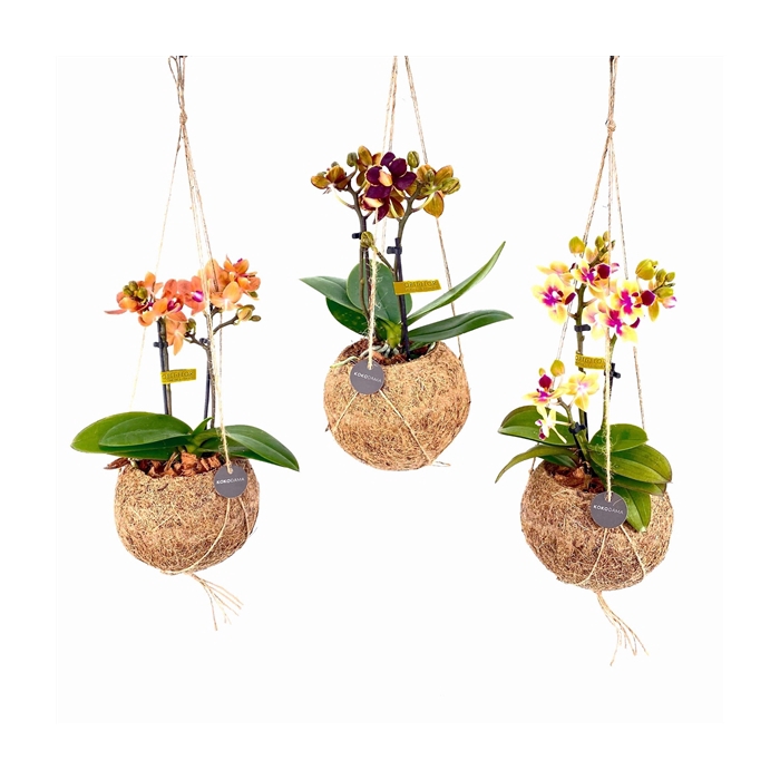 <h4>Kokodama 12 cm Orchid 2 tak</h4>