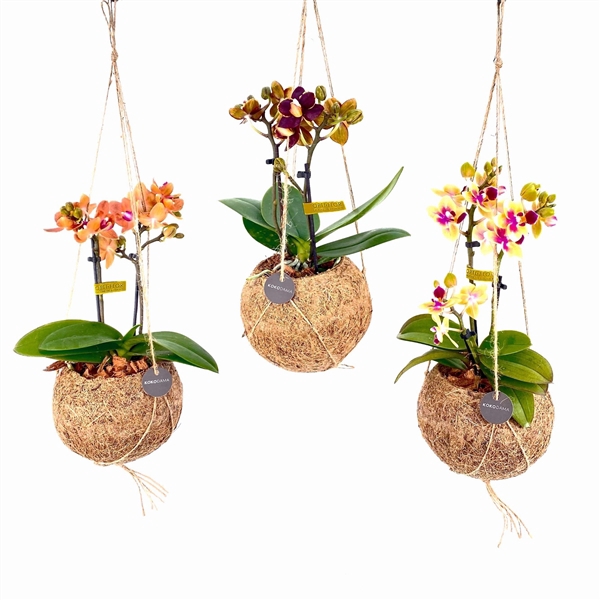 <h4>Kokodama 12 cm Orchid 2 tak</h4>