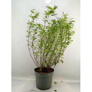 Philadelphus  'Snowbelle'