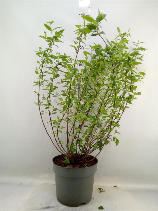 <h4>Philadelphus  'Snowbelle'</h4>