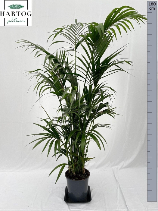 <h4>HOWEA FORSTERIANA</h4>