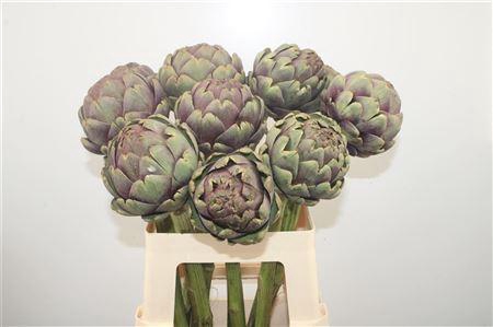 <h4>Cynara Sc Purple Romanga</h4>