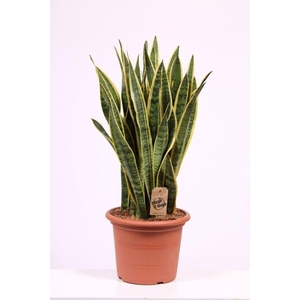 Sansevieria Laurentii