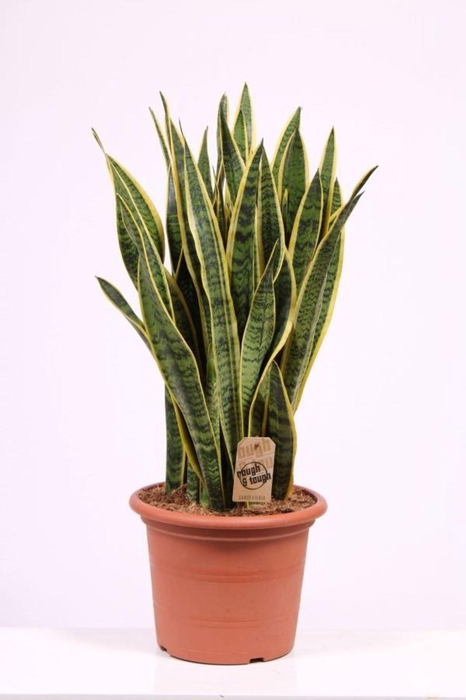 <h4>Sansevieria Laurentii</h4>