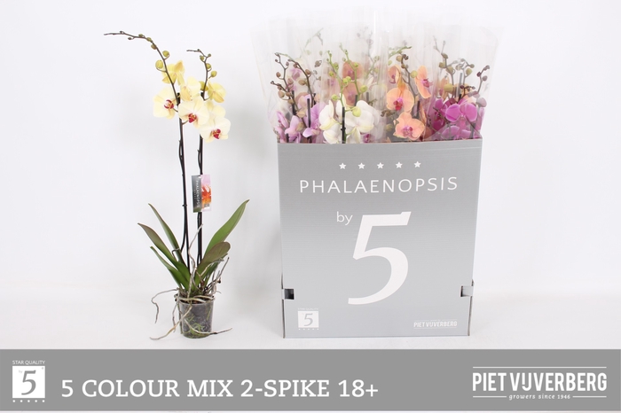 <h4>PHAL GEM 6 KL</h4>