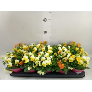 Viola corn. 'Evo Mini MM Amsterdam'