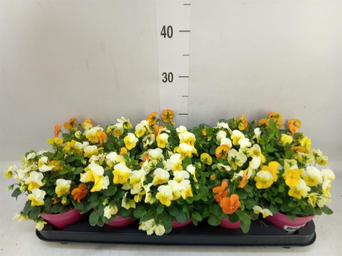 <h4>Viola corn. 'Evo Mini MM Amsterdam'</h4>