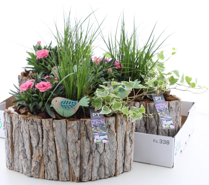 <h4>ARR TUINPLANTEN</h4>