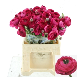 RAN SUCCESS COLORADO