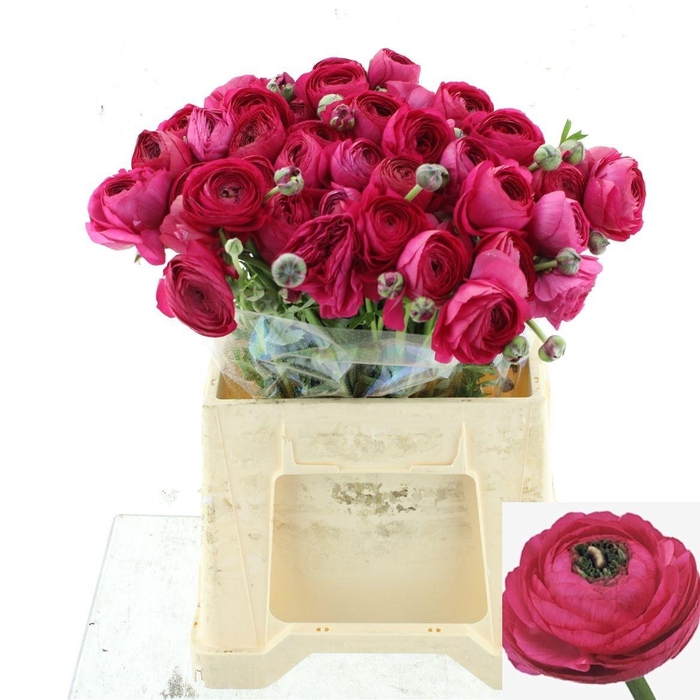 <h4>RAN SUCCESS COLORADO</h4>