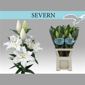 Li Or Severn