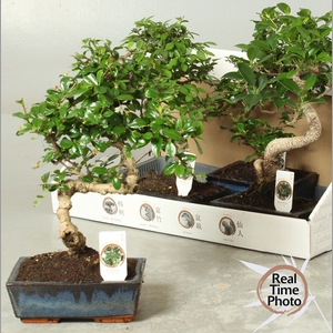 BONSAI GEM