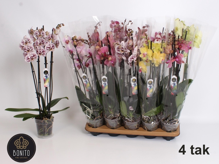 <h4>PHAL GEM 7 KL</h4>