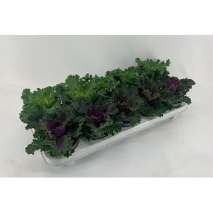 Brassica oleracea