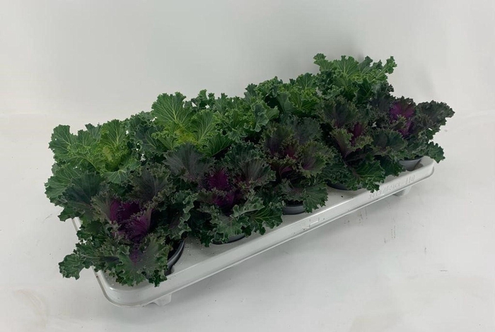 <h4>Brassica oleracea</h4>