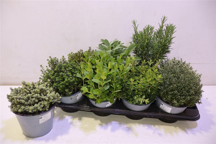 <h4>arr8 Tuinkruiden Gem</h4>