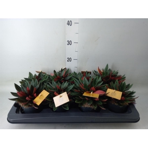 Peperomia caperata 'Rosso'