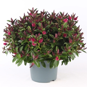 Hebe Donna Pink P23 Addenda®