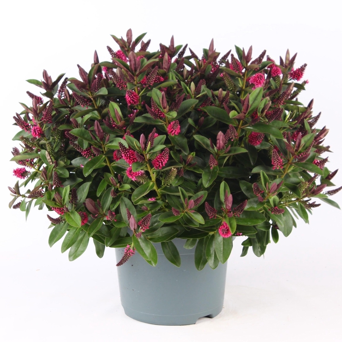 <h4>Hebe Donna Pink P23 Addenda®</h4>