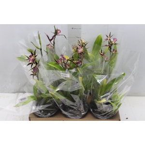 ONCIDIUM MILTASSIA KAWAIS CHOICE P15