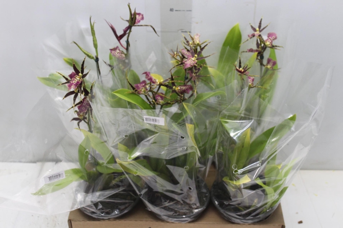 <h4>ONCIDIUM MILTASSIA KAWAIS CHOICE P15</h4>