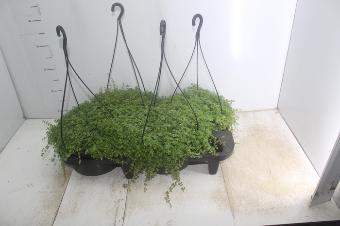 <h4>BARBA DE MOISES C21</h4>