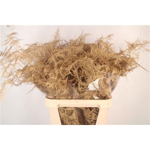 Asp Lang Getopt Antique Gold