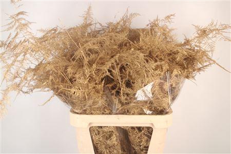 <h4>Asp Lang Getopt Antique Gold</h4>