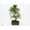Bonsai   ..Zanthoxylum piperitum