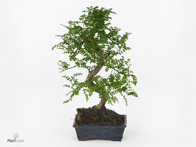 Bonsai   ..Zanthoxylum piperitum