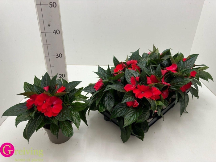 <h4>IMPAT PATTIC D RED</h4>