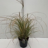 Miscanthus 'Flamingo' (10ltr)