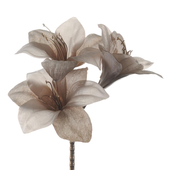 <h4>Af Amaryllis X3 L57cm Ivory</h4>