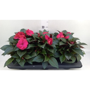 Impatiens NG 'Tamarinda Dark Red'