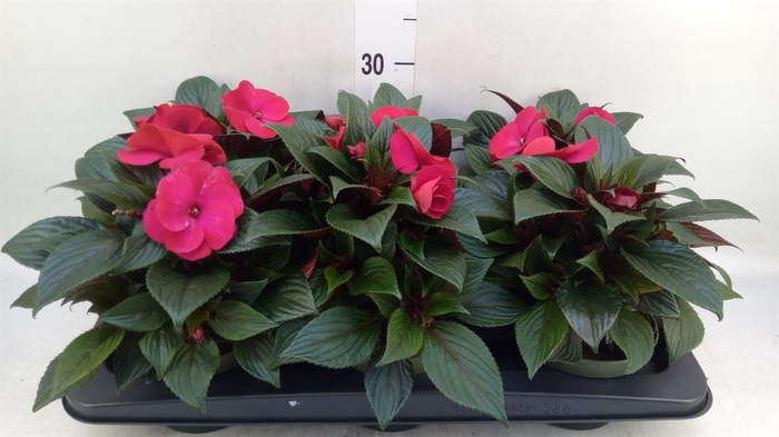 <h4>Impatiens NG 'Tamarinda Dark Red'</h4>