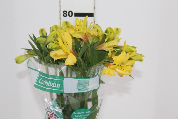 <h4>ALSTROEMERIA CARIBBEAN 080 CM</h4>